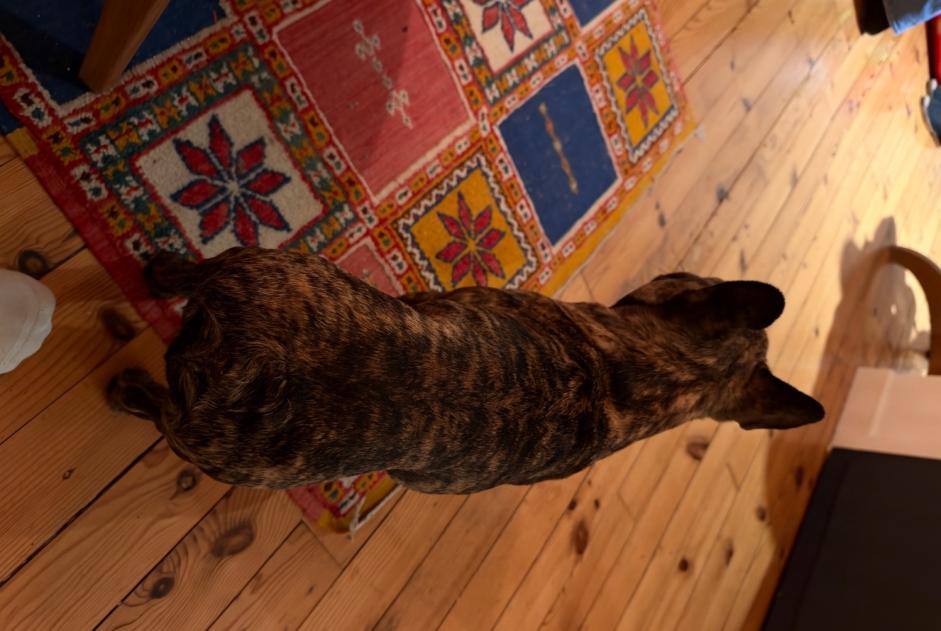 Fundmeldung Hund  Männliche Pau Frankreich