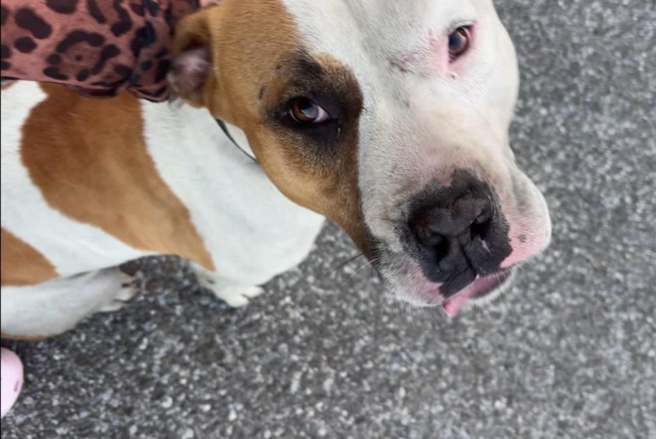 Avviso Ritrovamento Cane  Maschio Douvaine Francia