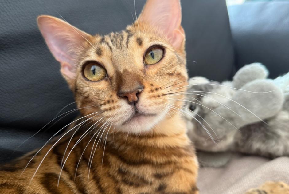 Avviso scomparsa Gatto  Maschio , 1 anni Le Poinçonnet Francia