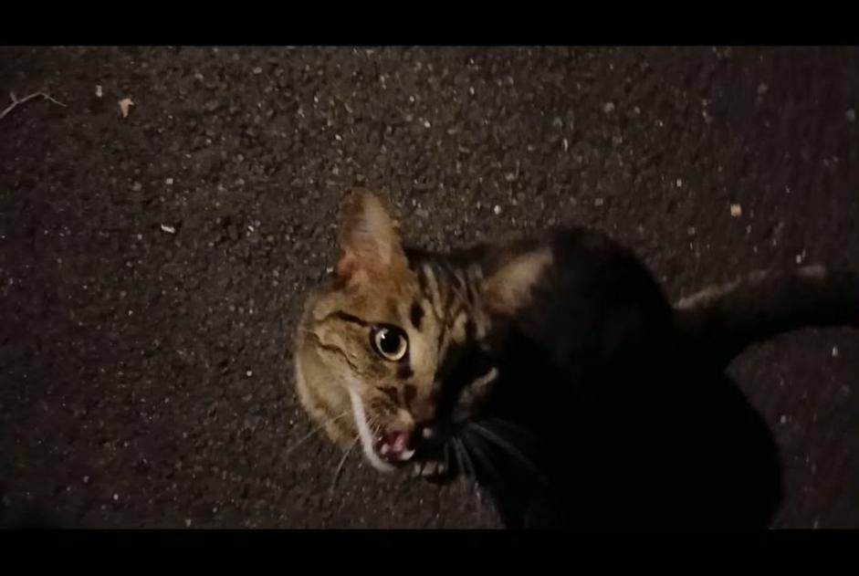 Avviso Ritrovamento Gatto Non conosciuta , 2 anni Tours Francia Avviso Ritrovamento Gatto Non conosciuta , 2 anni Tours Francia