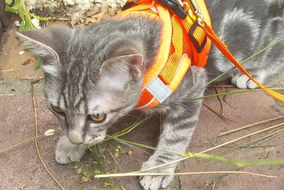 Verdwijningsalarm Kat Mannetje , 0 jaar Anglet Frankrijk Verdwijningsalarm Kat Mannetje , 0 jaar Anglet Frankrijk