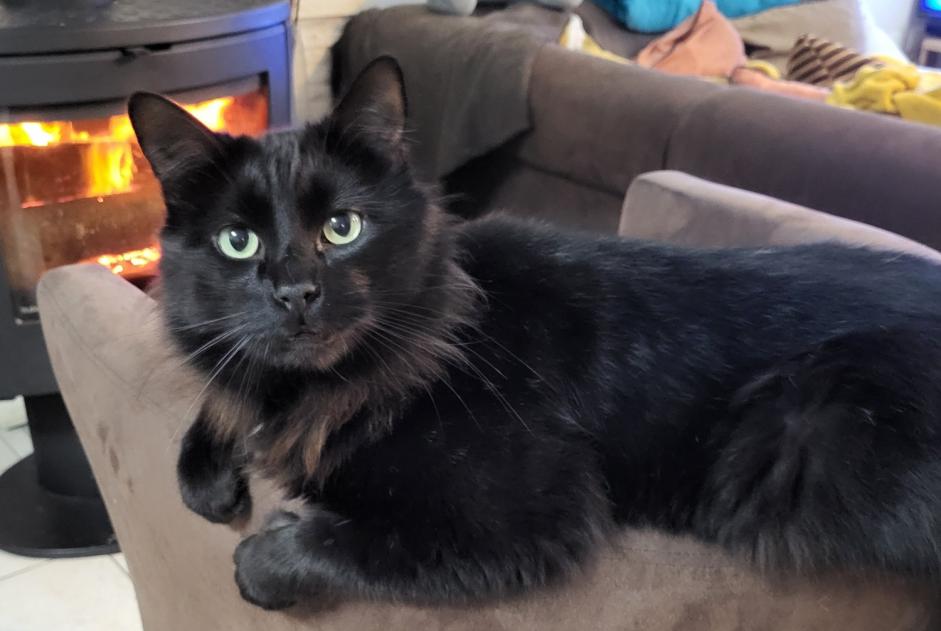 Alerta desaparecimento Gato Macho , 4 anos Saint-Pierre-lès-Elbeuf France